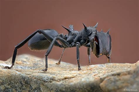 Jenis Semut Super Ganas Di Dunia Ada Yang Sekali Gigit Bisa Bunuh