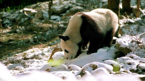 Chinas Wild Population Of Pandas Up Nearly 17 Per Cent In The Decade