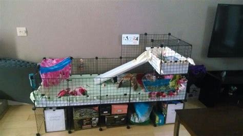 My Candc Cage Pig Ideas Pet Guinea Pigs Piggy Diys Loft Bed