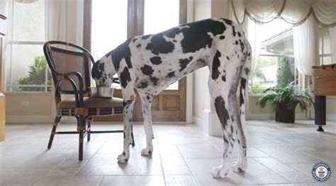 Florida Great Dane Is The Tallest Female Dog In The World Wsvn 7news