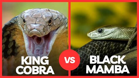 Black Mamba Vs King Cobra Who Is More Powerful Youtube