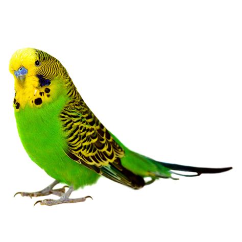 Budgerigar Png Transparent Images Png All