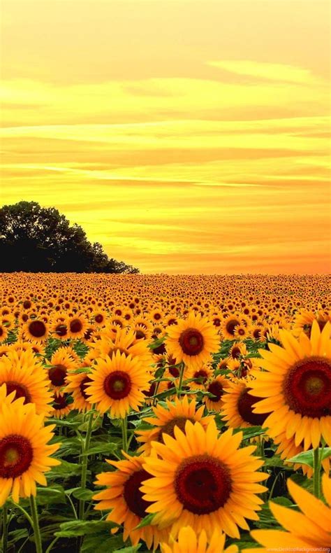 Sunflower Field Wallpapers Full Hd Desktop Background