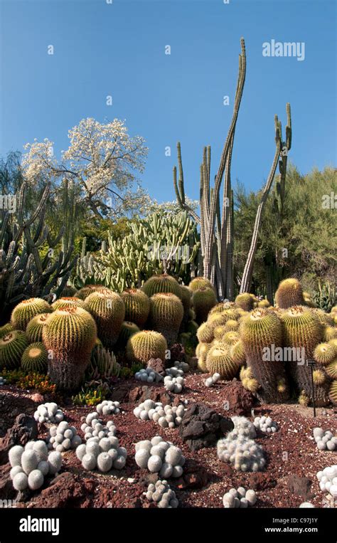 The Huntington Library Art Collections Botanical Gardens Cactus