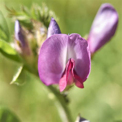 Vesce De Printemps Ab 500 G Ferme De Sainte Marthe