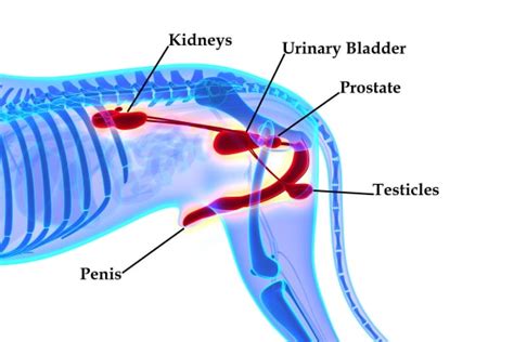 Enlarged Prostate In Dogs 3 Causes Dr Buzbys Toegrips For Dogs