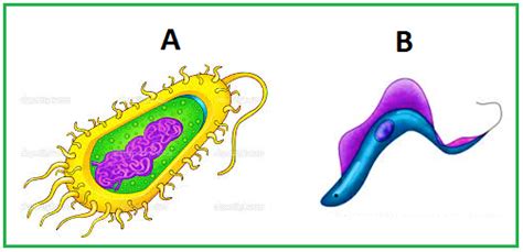 Conceito e significado de protozoário: MEU MUNDO É CIÊNCIAS: Exercícios sobre protozoários 7º ano ...