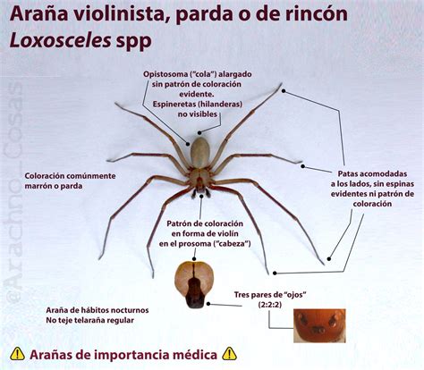 Una araña violinista nativa de nuestro país, la primera considerada la mordedura de este arácnido tiene características muy comunes: Soy aracnólogo, pregúntame lo que quieras on Twitter ...