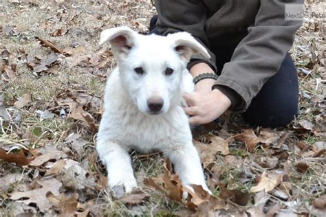 Libby German Shepherd Puppy For Sale Near Springfield Missouri