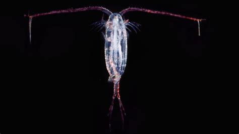 Copepods Can Be Found Almost Everywhere With Water They Comprise