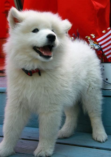 white dog names   cute puppy  albus  whitey pethelpful