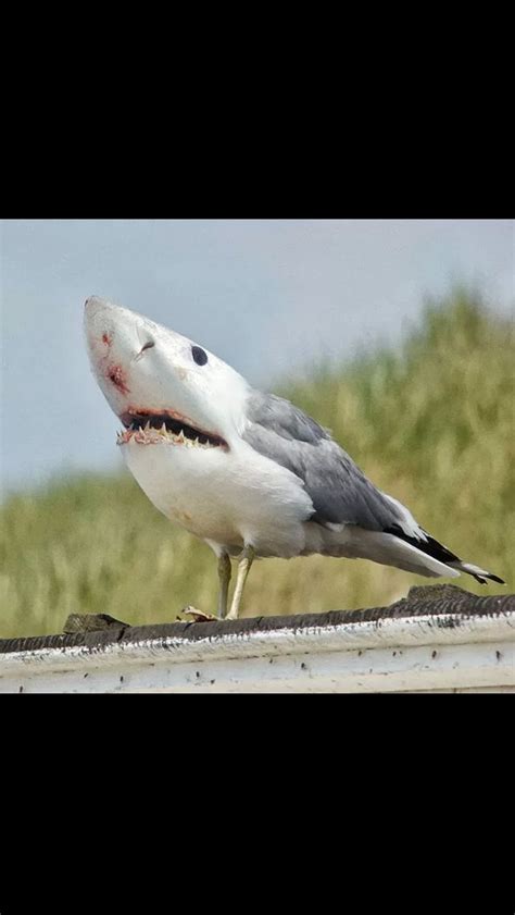 Sharkseagullbadass Animal Mashups Weird Animals Photoshopped