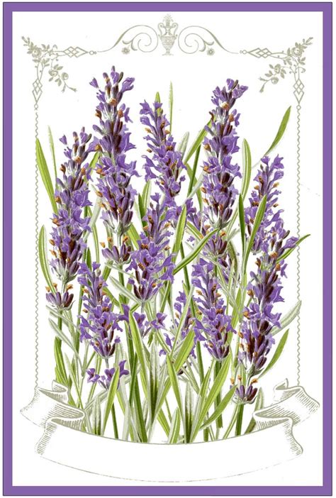Create your own french ephemera labels with amazing graphics from the graphics fairy and use them to decorate different objects, all around. Free Printable Lavender Labels and Stickers! - The ...