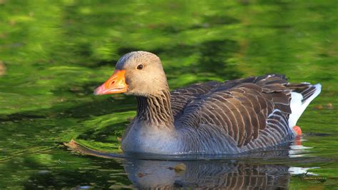 Goose Hd Wallpapers Backgrounds