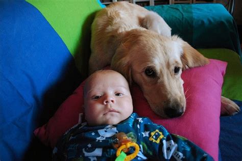 Why Are Dogs Protective Of Human Babies