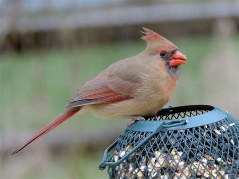 Free Female Cardinal Stock Photo
