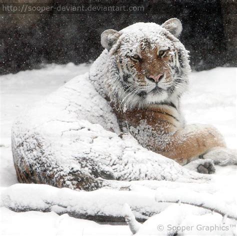 Beautiful Animal Photography By Sooper Deviant Snow Animals Animals