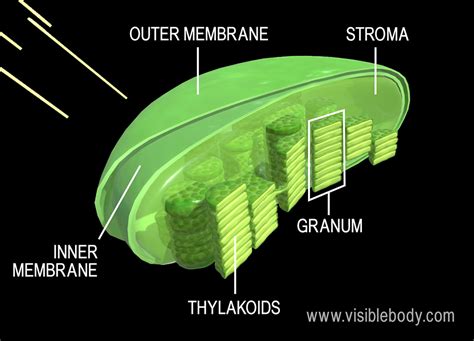 Two Main Parts Of A Chloroplast Where Photosynthesis Occurs