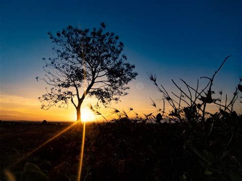 Tree Silhouette With Sunrise In The Morning Stock Photo Image Of Dawn