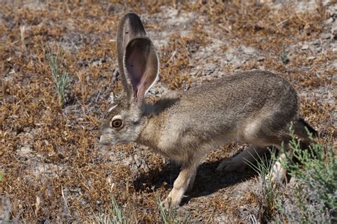 Black Tailed Jack Rabbit Nightlife Of The East Bay Area · Naturalista