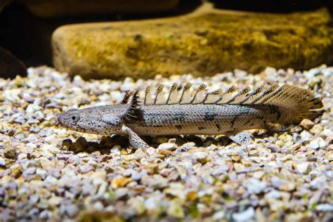 Care Sheet Dinosaur Bichir Polypterus Senegalus Aquariadise