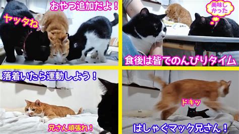 Cat Live Stream In Japan Cat