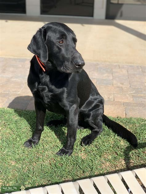 Black Labrador - Stud Dog Georgia - Breed Your Dog