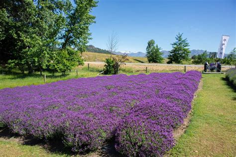 Complete Guide To Visiting The Wanaka Lavender Farm New Zealand
