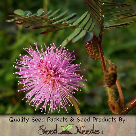 100 Seeds Of Mimosa Pudica Sensitive Plant 6 Sensitive Plant