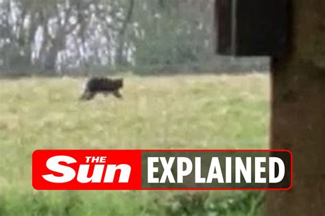 Big Cat Sightings In The Uk Where Have They Been Spotted And What Are