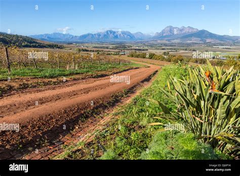 Paarl And Vineyard Hi Res Stock Photography And Images Alamy