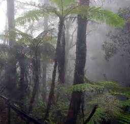 Filecloud Forest Mount Kinabalu Wikipedia The Free Encyclopedia
