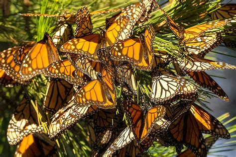 Monarch Butterfly Cluster Kids Britannica Kids Homework Help