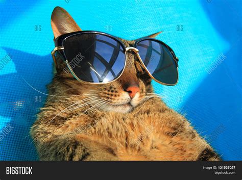 Funny Tabby Cat Image And Photo Free Trial Bigstock