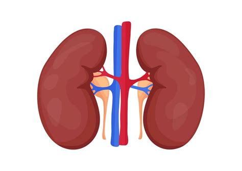 Human Kidney Vector Art Icons And Graphics For Free Download