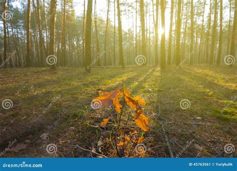 Pine Forest In A Rays Of Sun Stock Image Image Of Rest Magnificent