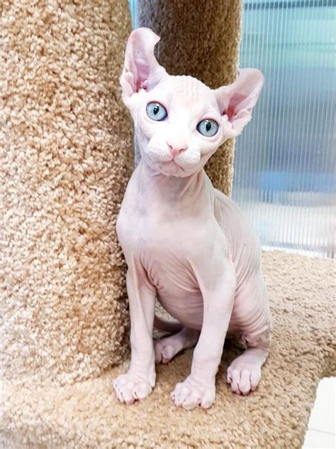 Sphynx Elf Male Available For Sale Cats For Sale Price