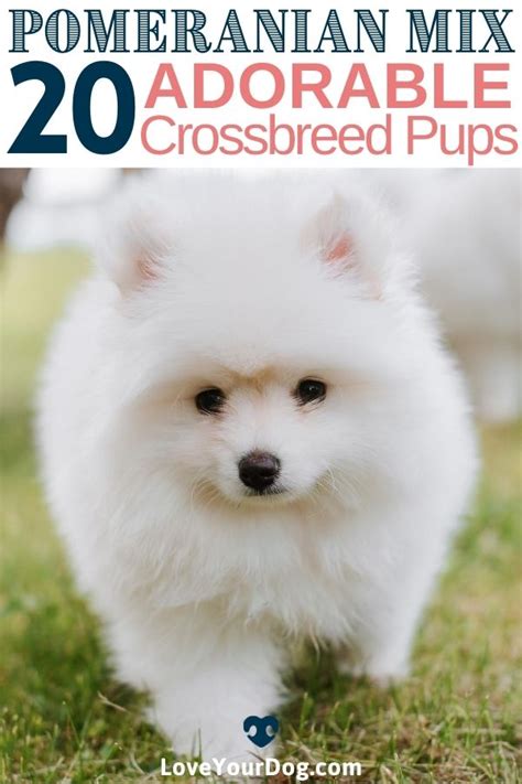 In This Article We Will Focus On 20 Pomeranian Mixes That Might Make