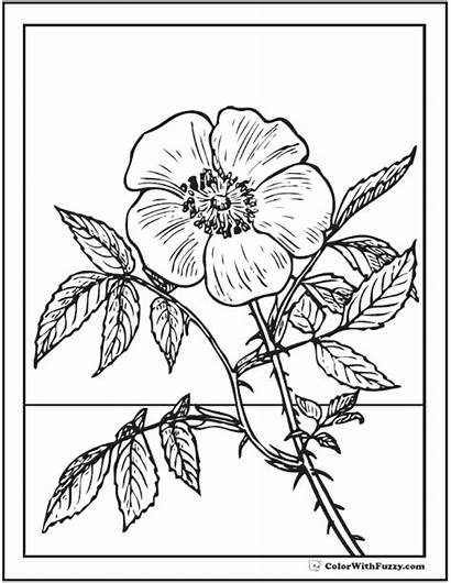 Coloring Rose Wild Pages Drawing Pdf Flower
