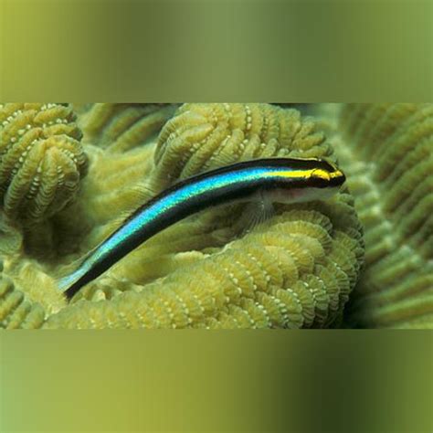 Neon Blue Goby —