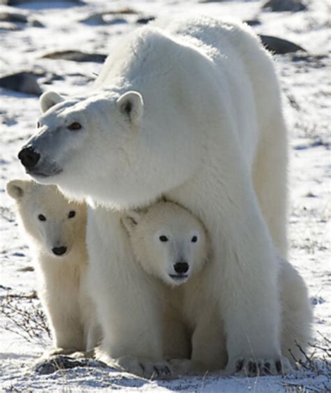 Do Polar Bears Need Us Protection