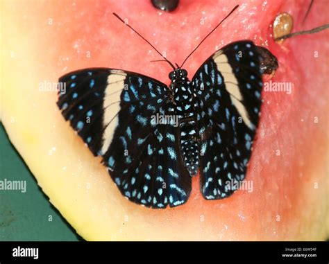 Close Up De Una Hembra Starry Night Cracker Butterfly Hamadryas