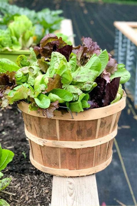 How To Harvest A Bountiful Garden Of Lettuce Growfully