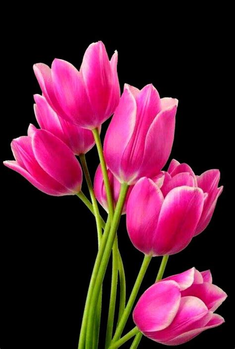 Top 200 Flores De Tulipanes Abzlocalmx