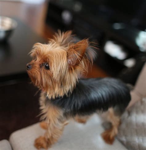 Different Cuts For Teacup Yorkshire Terrier Yahoo Search Results