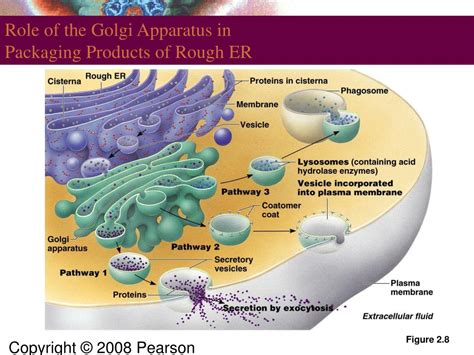 Ppt Chapter 2 Introduction To Cells Powerpoint Presentation Free