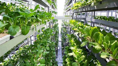 Vertical Farming A Growing Industry Digital Tech And Innovation