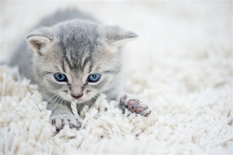 Feline Phenomenon: Why Do Cats Knead? - Sunrise Boulevard Animal Hospital