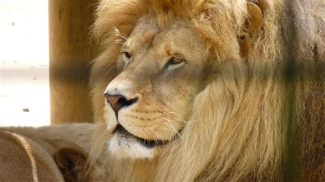 Le Zoo De La Palmyre Près De Royan Est Une Attraction Incontournable