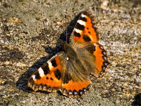 Macro Picture Of Small Tortoiseshell Butterfly Nymphalis Urticae